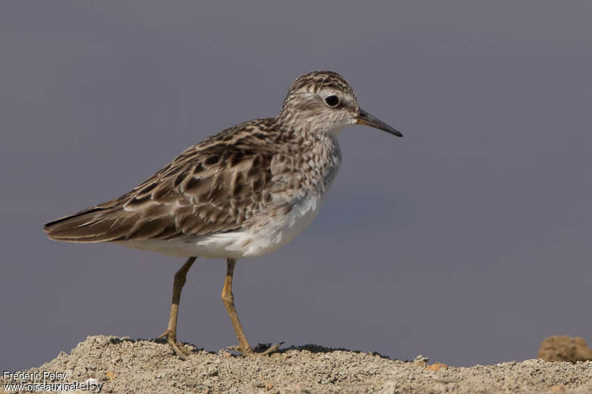 Long-toed Stint, aspect