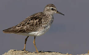 Long-toed Stint