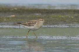 Sharp-tailed Sandpiper