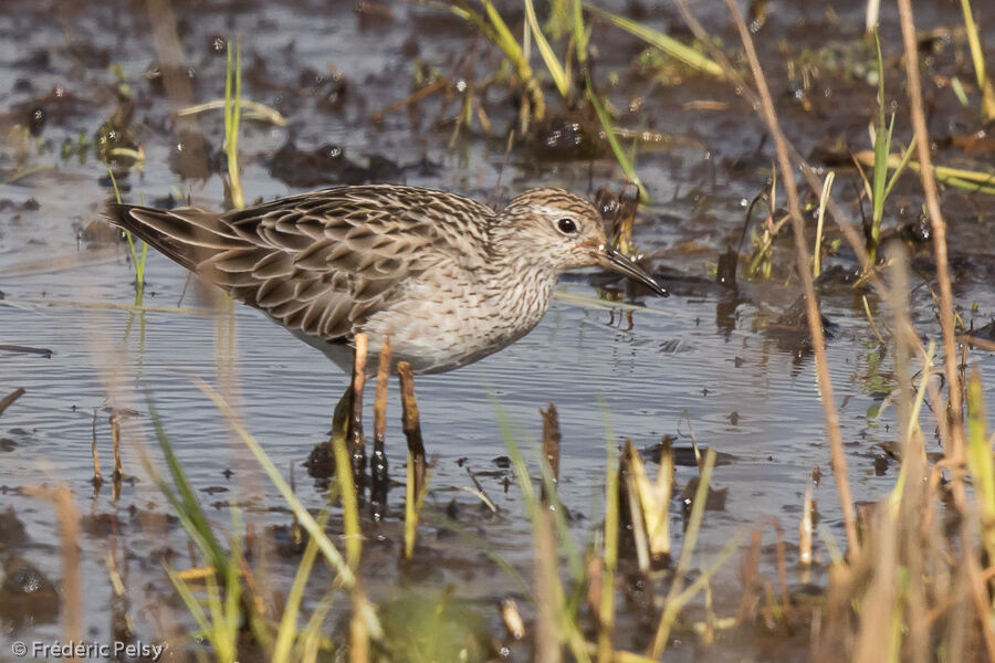 Sharp-tailed Sandpiper