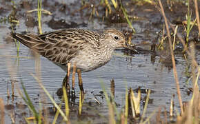 Sharp-tailed Sandpiper