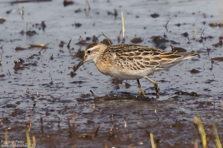 Sharp-tailed Sandpiperjuvenile, identification