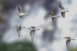 Sharp-tailed Sandpiper