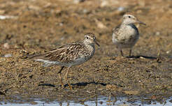 Bécasseau à queue pointue