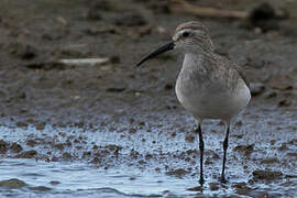 Curlew Sandpiper