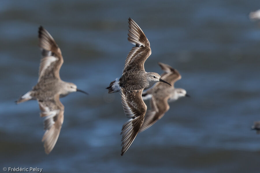 Curlew Sandpiper, Flight