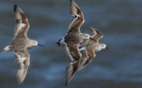 Curlew Sandpiper