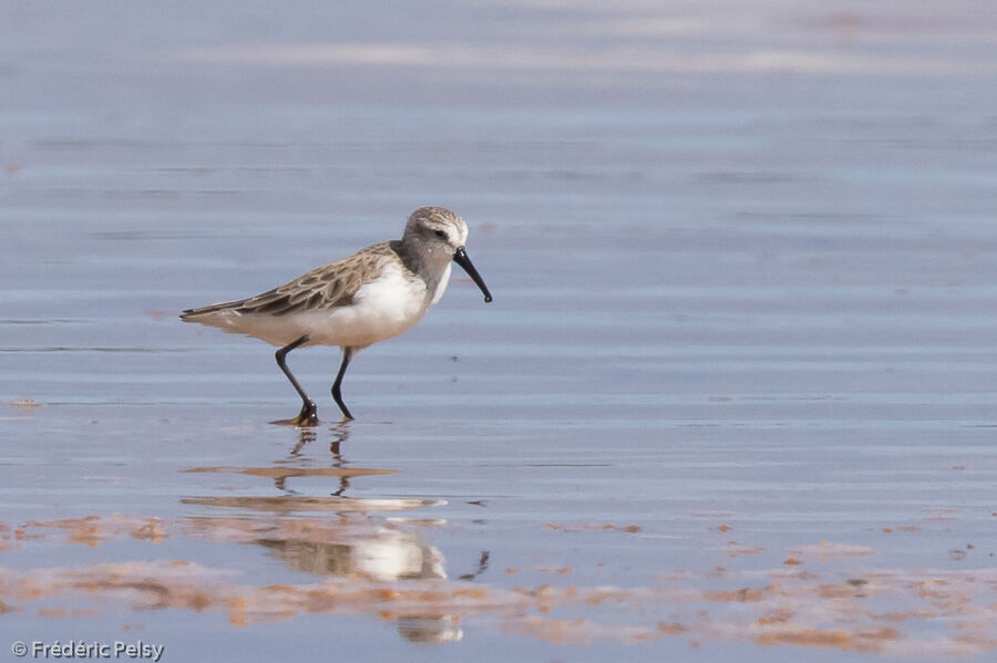 Western Sandpiper