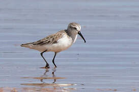 Western Sandpiper