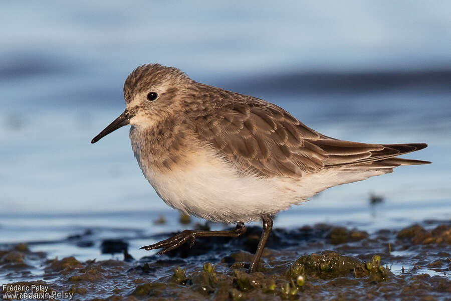 Baird's Sandpiperadult post breeding, identification