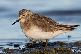 Baird's Sandpiper