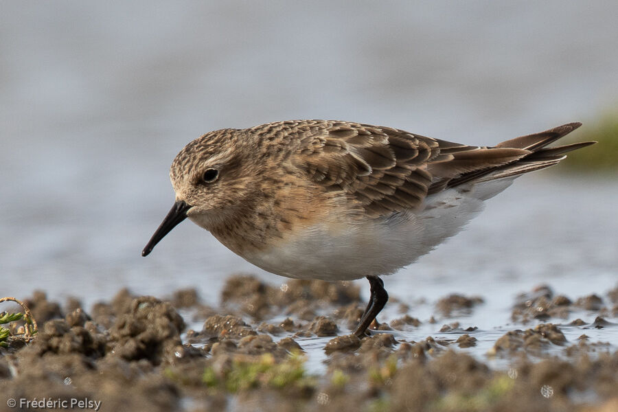 Baird's Sandpiper