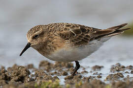 Baird's Sandpiper