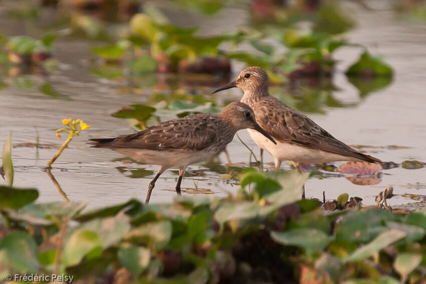 White-rumped Sandpiper