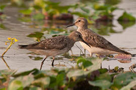 White-rumped Sandpiper