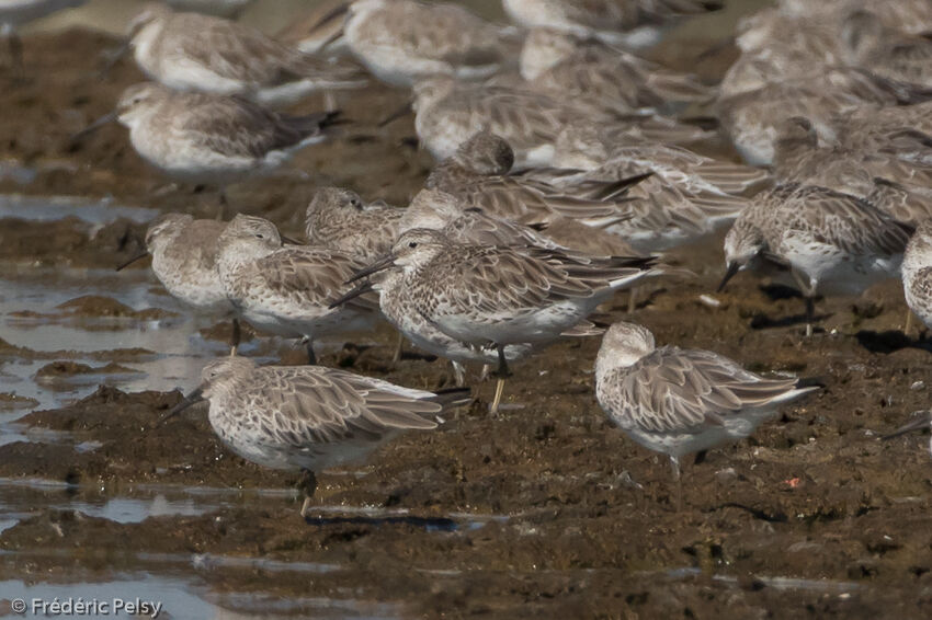 Bécasseau de l'Anadyr, composition