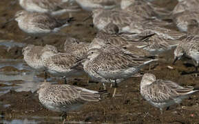 Great Knot