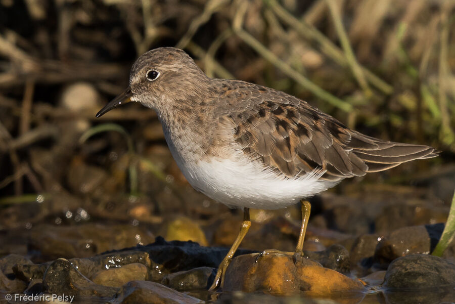 Bécasseau de Temminckadulte transition, identification