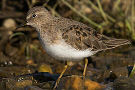 Temminck's Stint