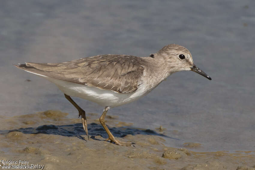 Temminck's Stintadult post breeding, aspect, pigmentation, walking, Behaviour