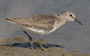 Temminck's Stint