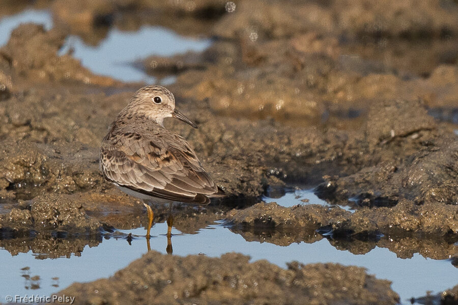 Temminck's Stint