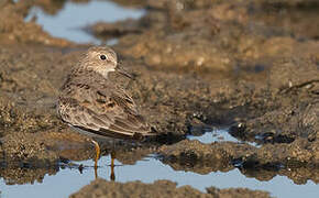 Temminck's Stint