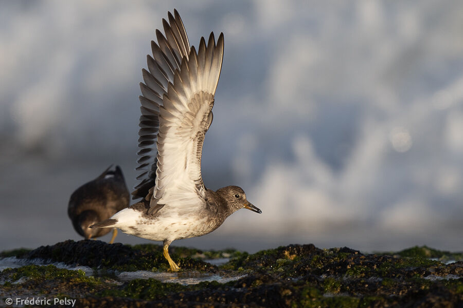 Surfbird