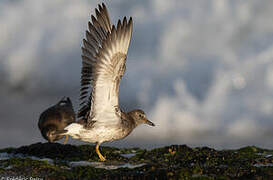 Surfbird