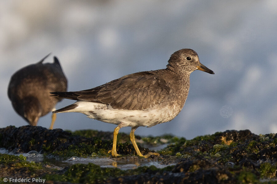 Surfbird