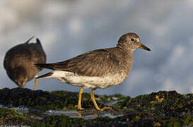 Surfbird