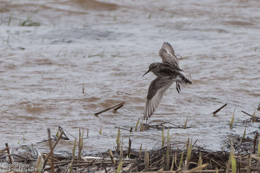 Broad-billed Sandpiperadult breeding, pigmentation, Flight