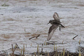 Broad-billed Sandpiper