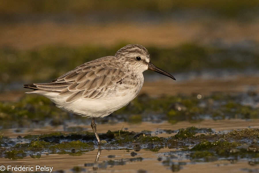 Bécasseau falcinelle2ème année, habitat, pêche/chasse