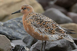 Red Knot