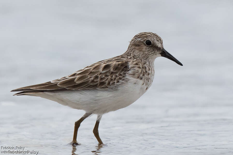 Least Sandpiperadult post breeding, identification