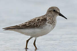 Least Sandpiper