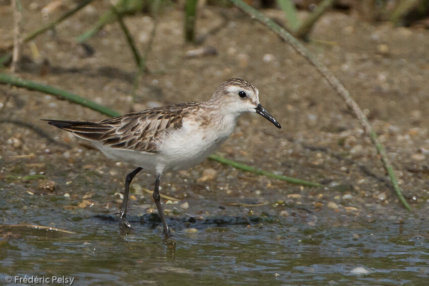 Little Stint