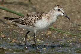 Little Stint