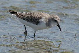 Little Stint