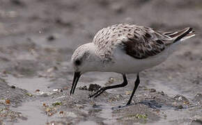 Bécasseau sanderling