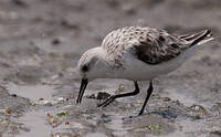 Bécasseau sanderling