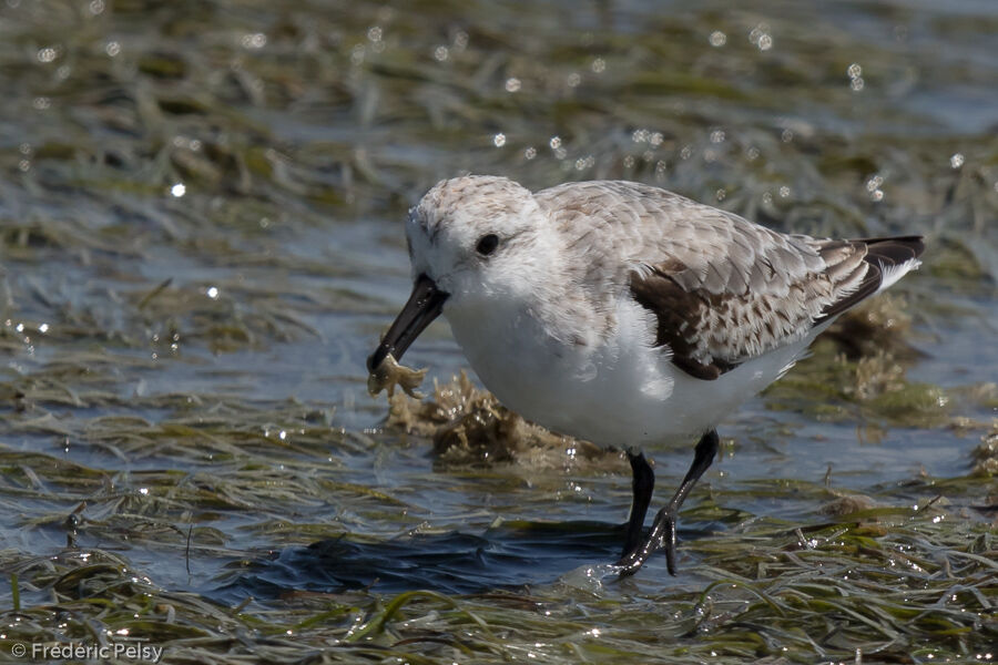 Bécasseau sanderling, mange