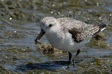 Bécasseau sanderling