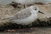 Bécasseau sanderling