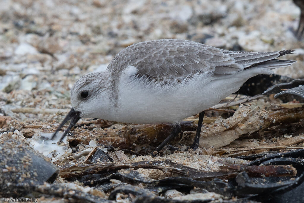 Bécasseau sanderling, mange