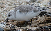 Bécasseau sanderling