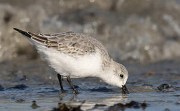 Bécasseau sanderling