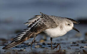 Bécasseau sanderling