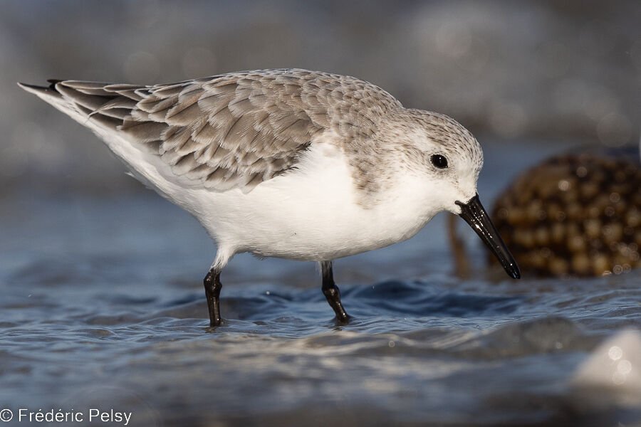 Sanderling